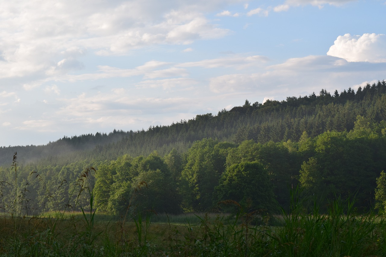 forest haze landscape free photo