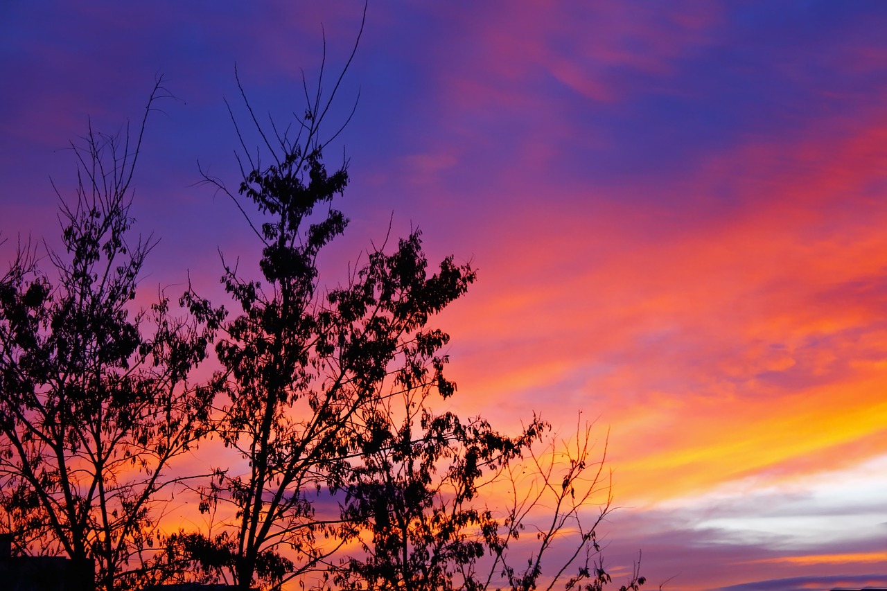 forest sky color free photo