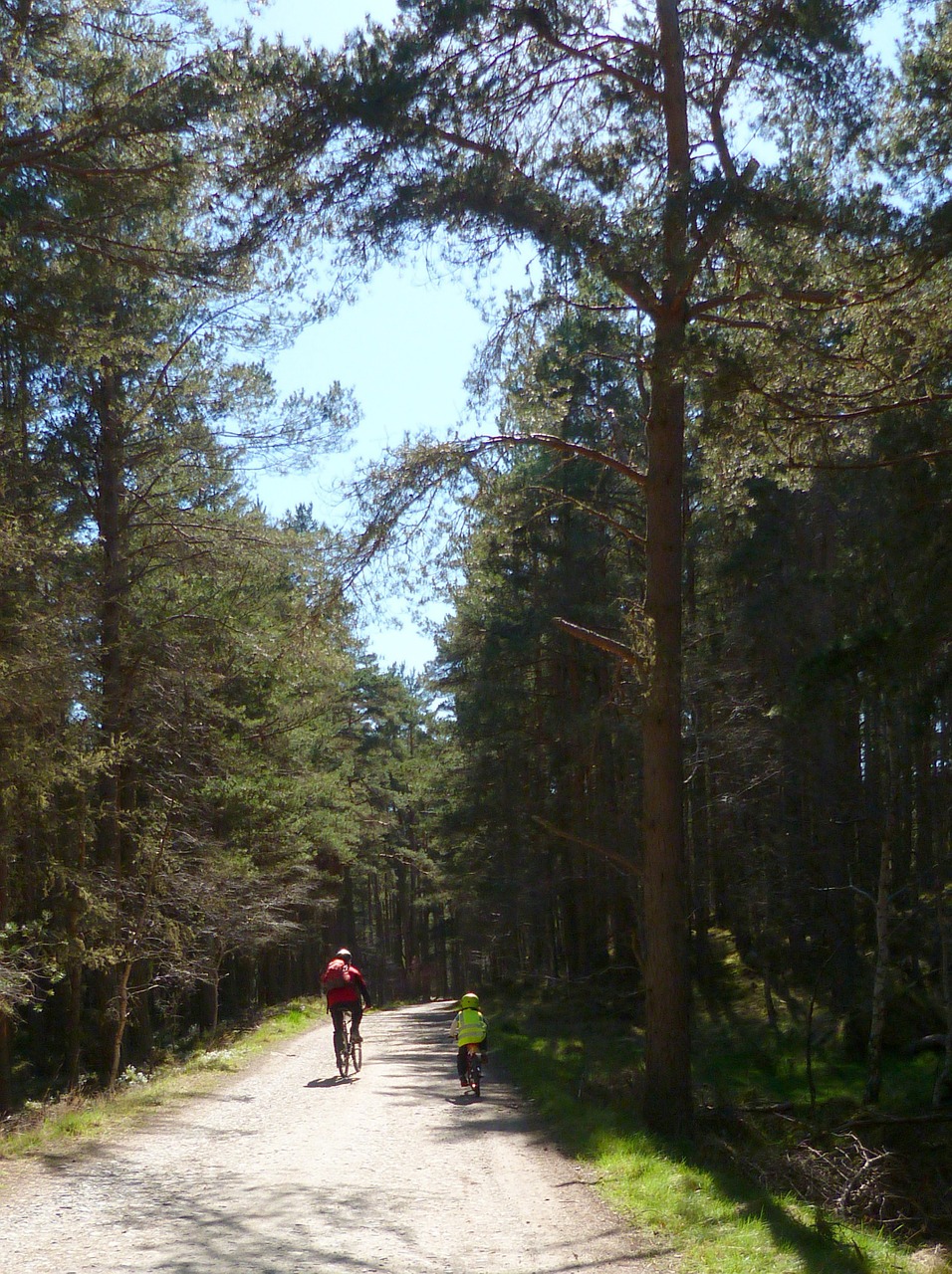 forest cycle bike free photo