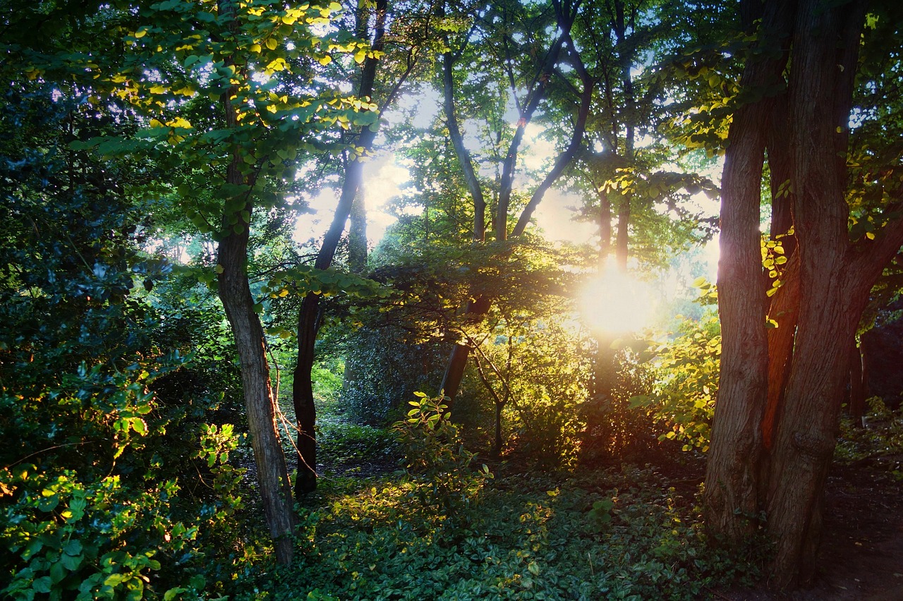 forest trees sunlight free photo