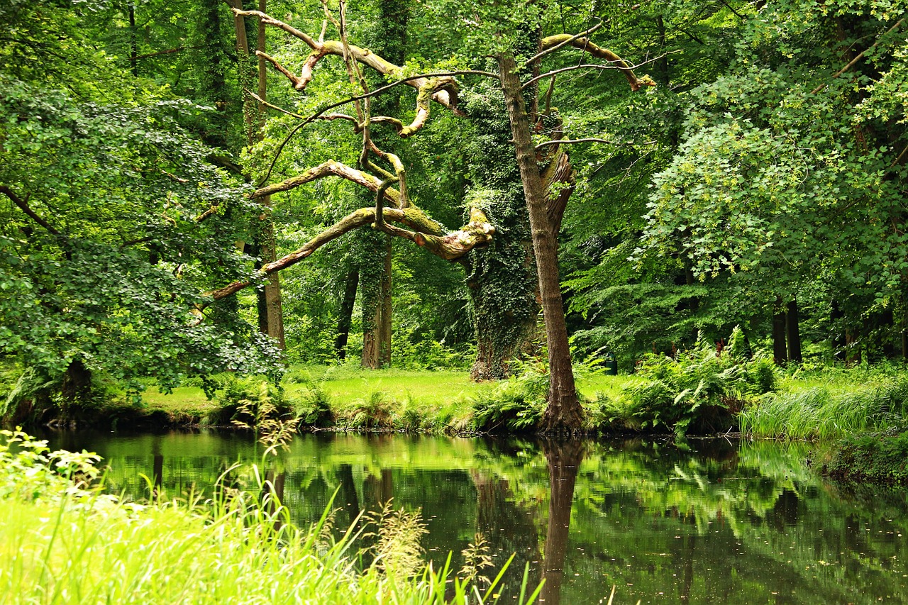 forest pond lake free photo