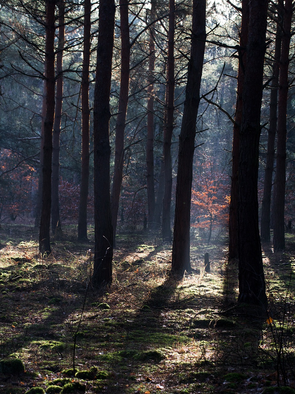 forest sunbeam autumn forest free photo