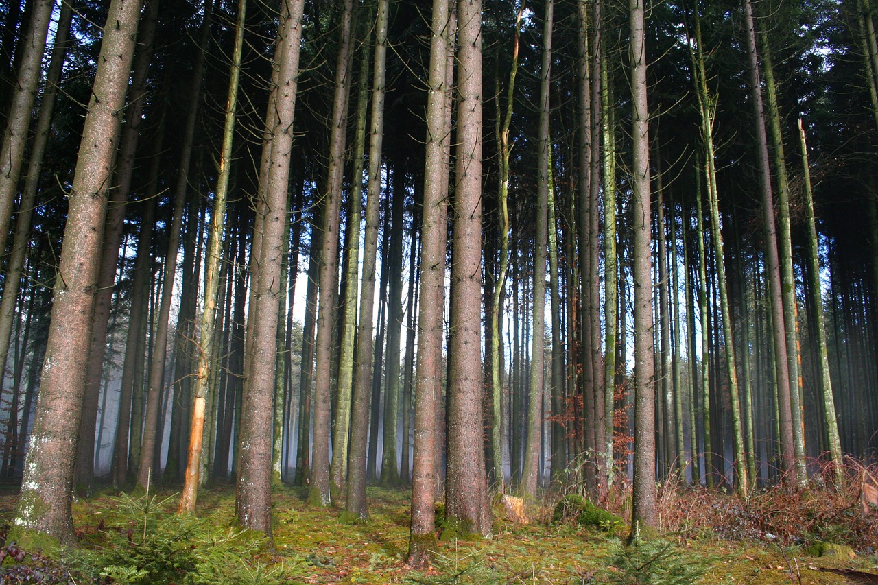 forest trees nature free photo