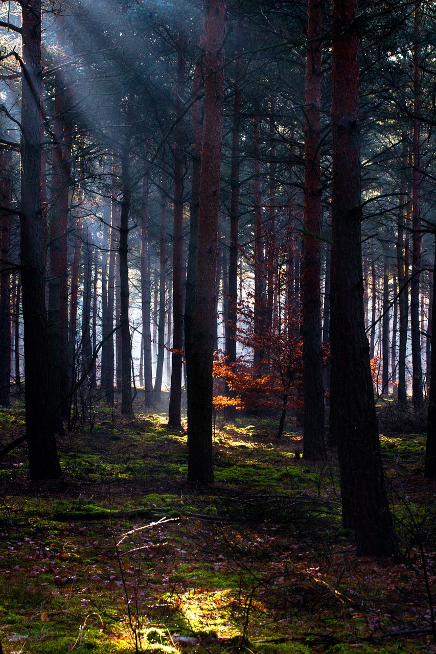 forest light light beam free photo