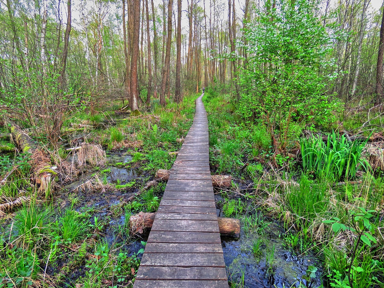 forest footbridge wetlands free photo