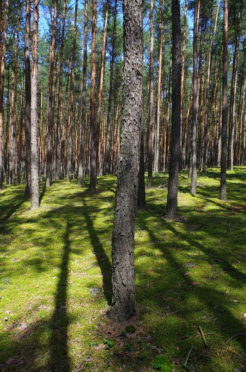 forest nature tree free photo