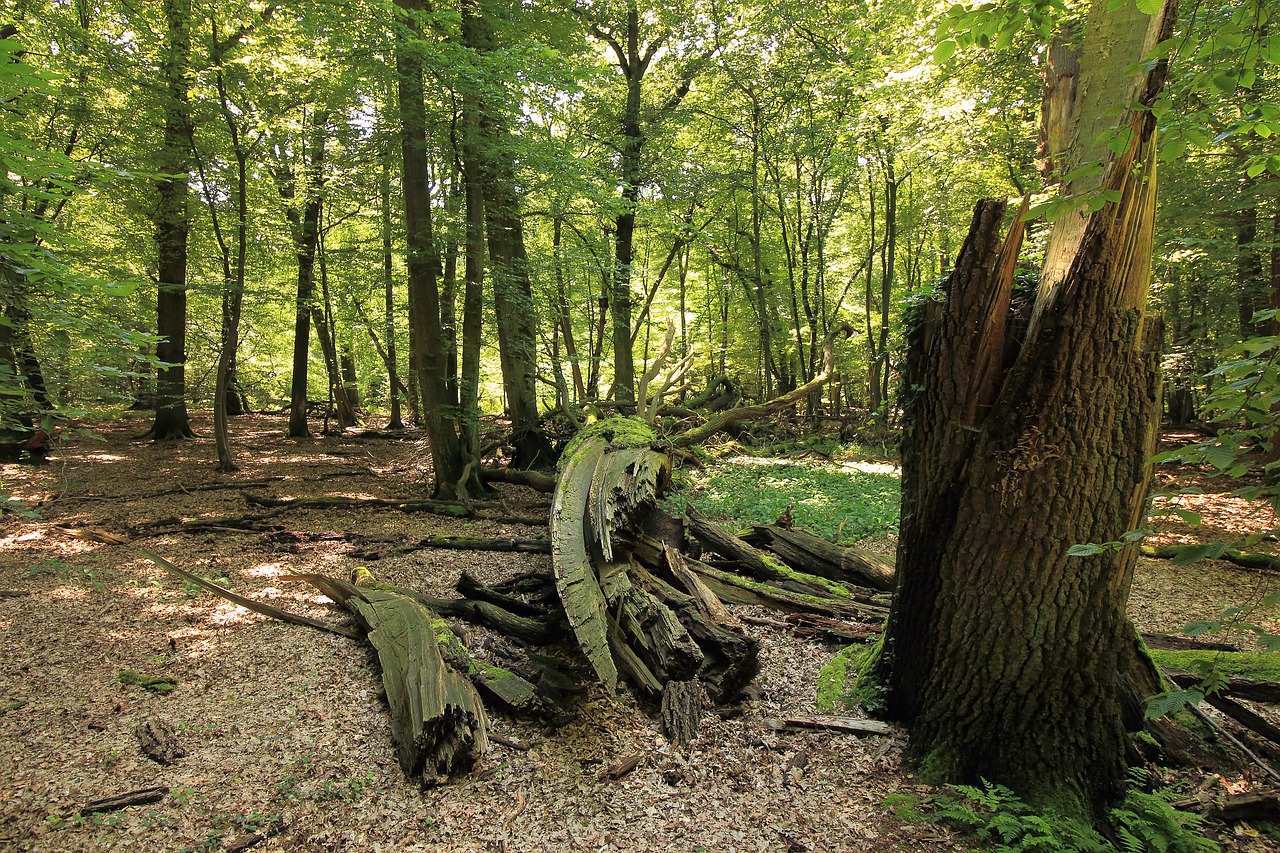 forest tree log free photo