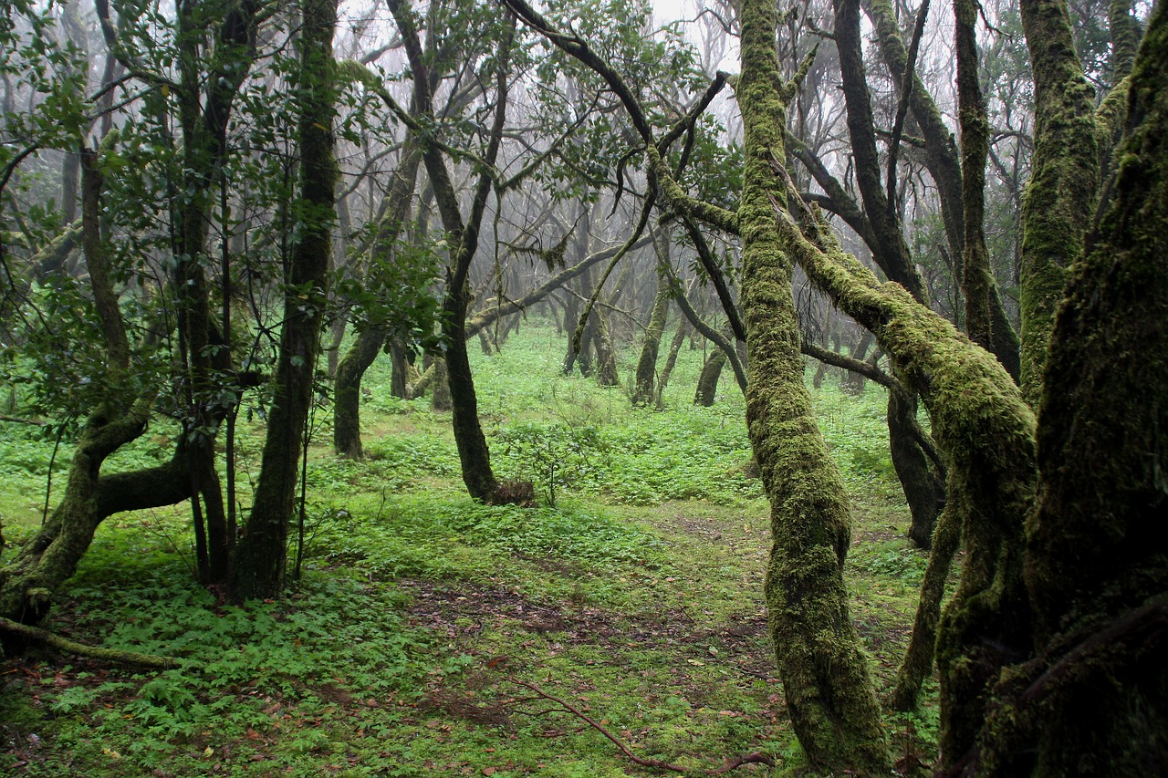 forest trees moss free photo