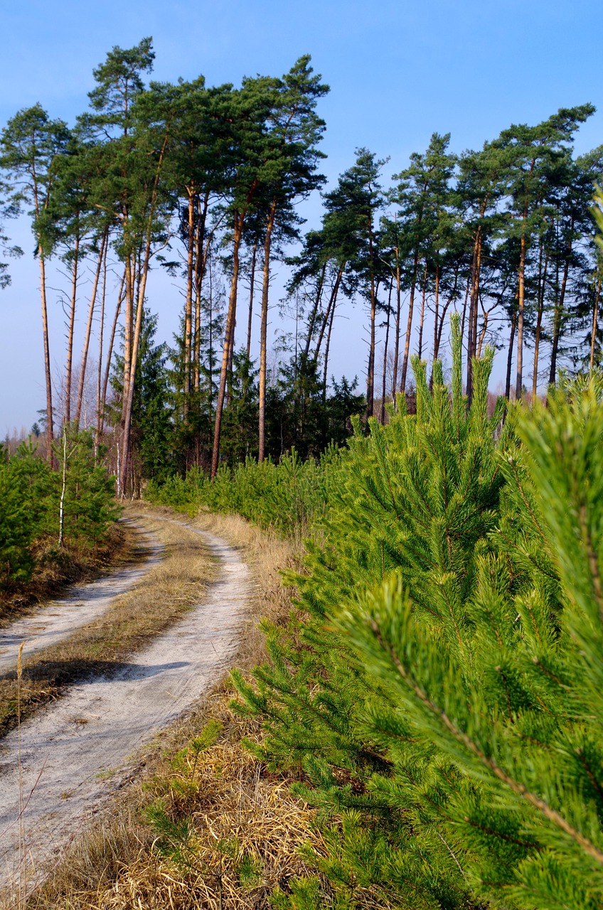 forest the road in the forest tree free photo