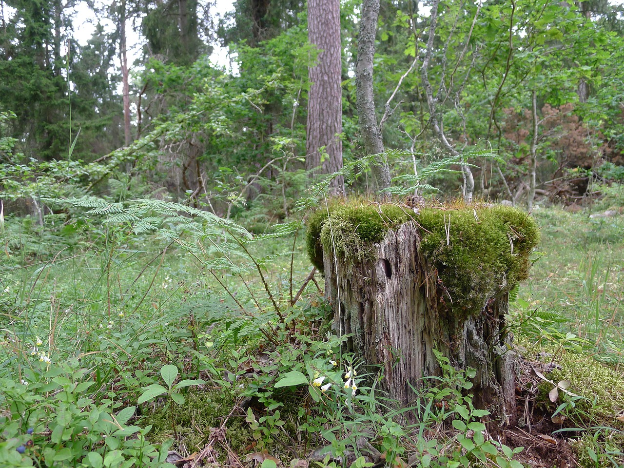 forest stump moss green free photo