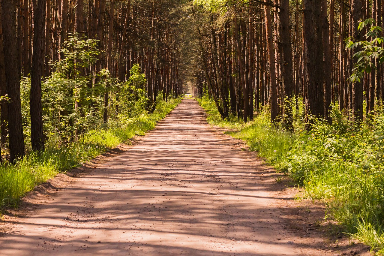 forest summer nature free photo