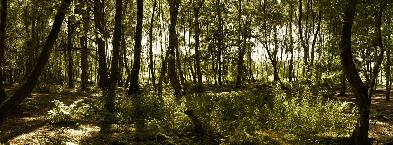 forest trees green free photo