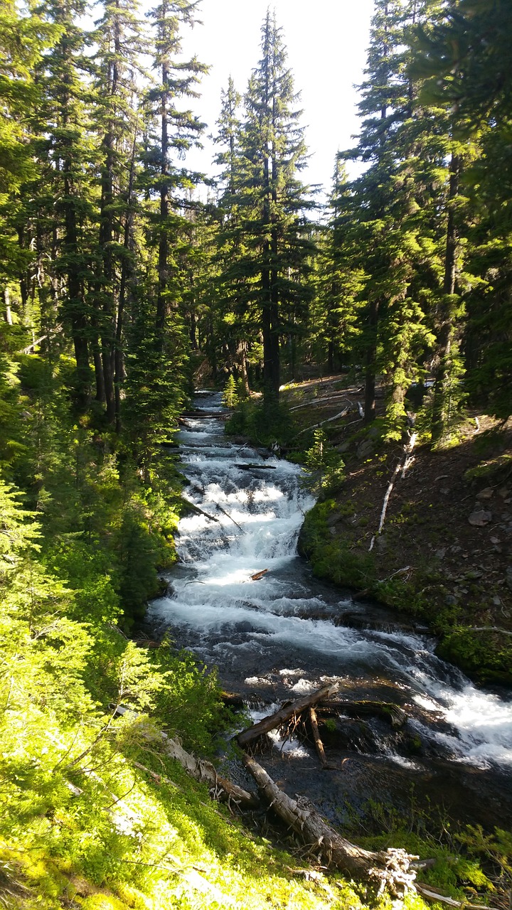 forest river stream free photo