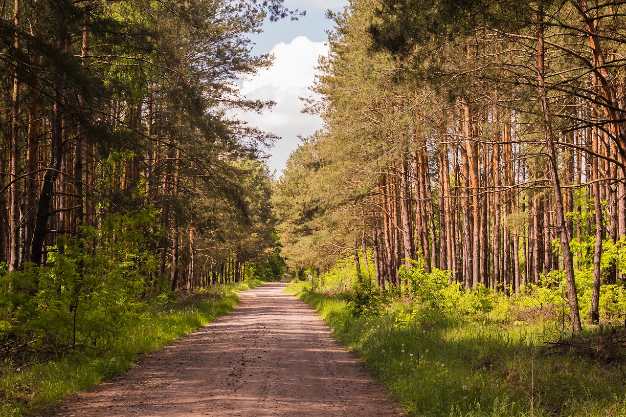 forest summer trees free photo