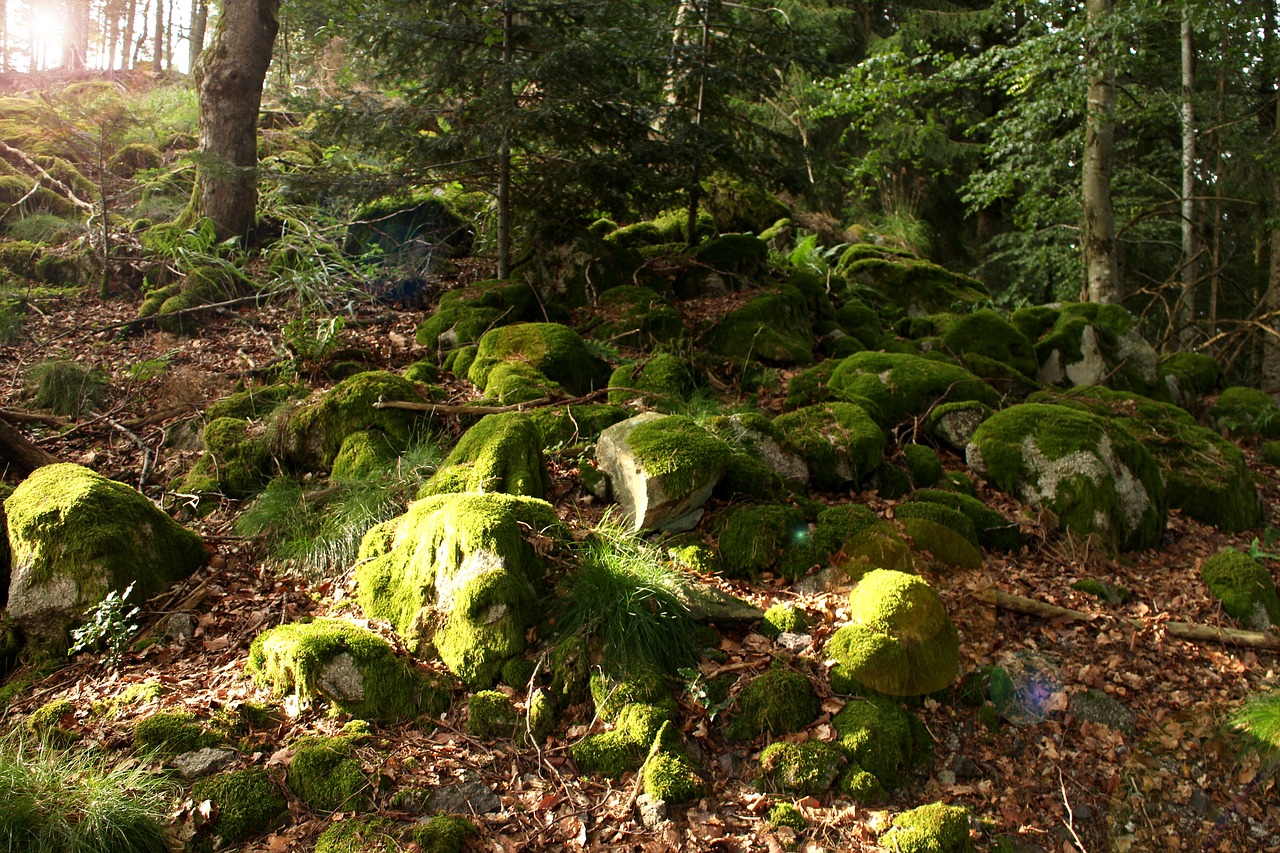 forest moss green free photo