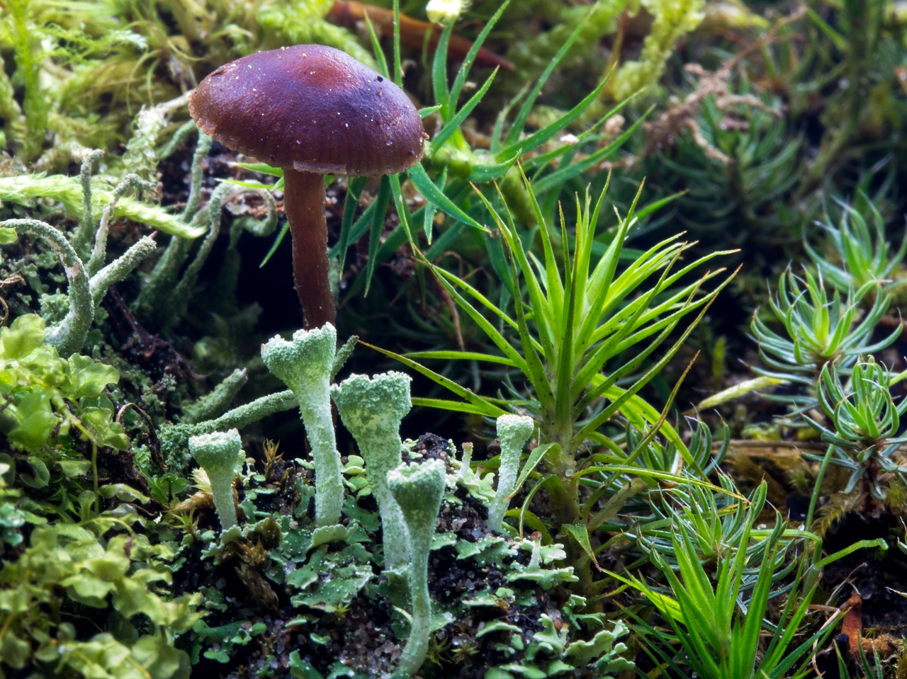 forest forest floor moss free photo