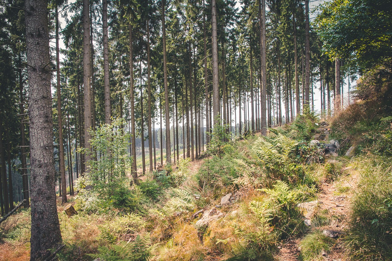 forest nature hiking free photo