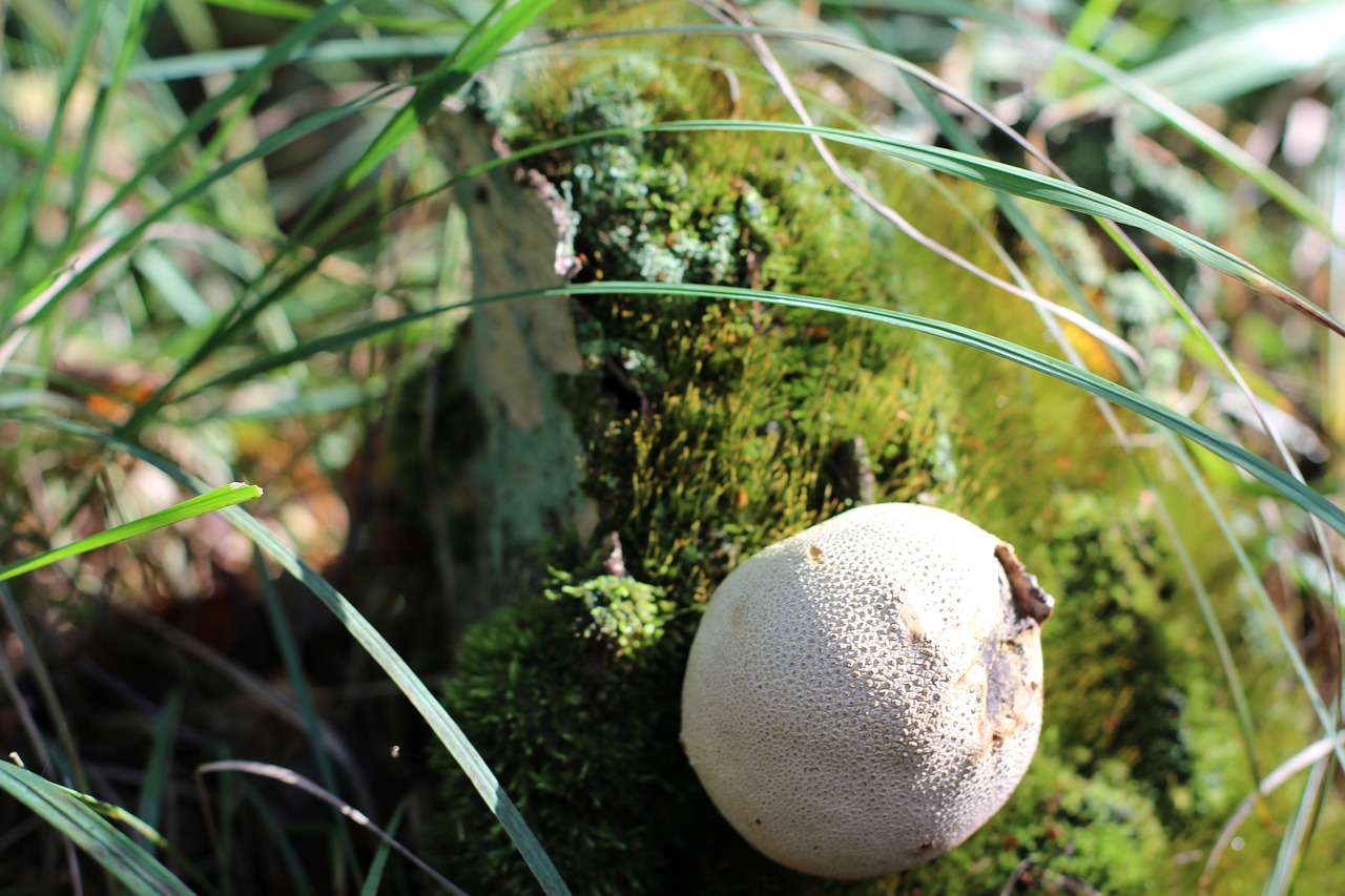 forest mushroom forest mushroom free photo