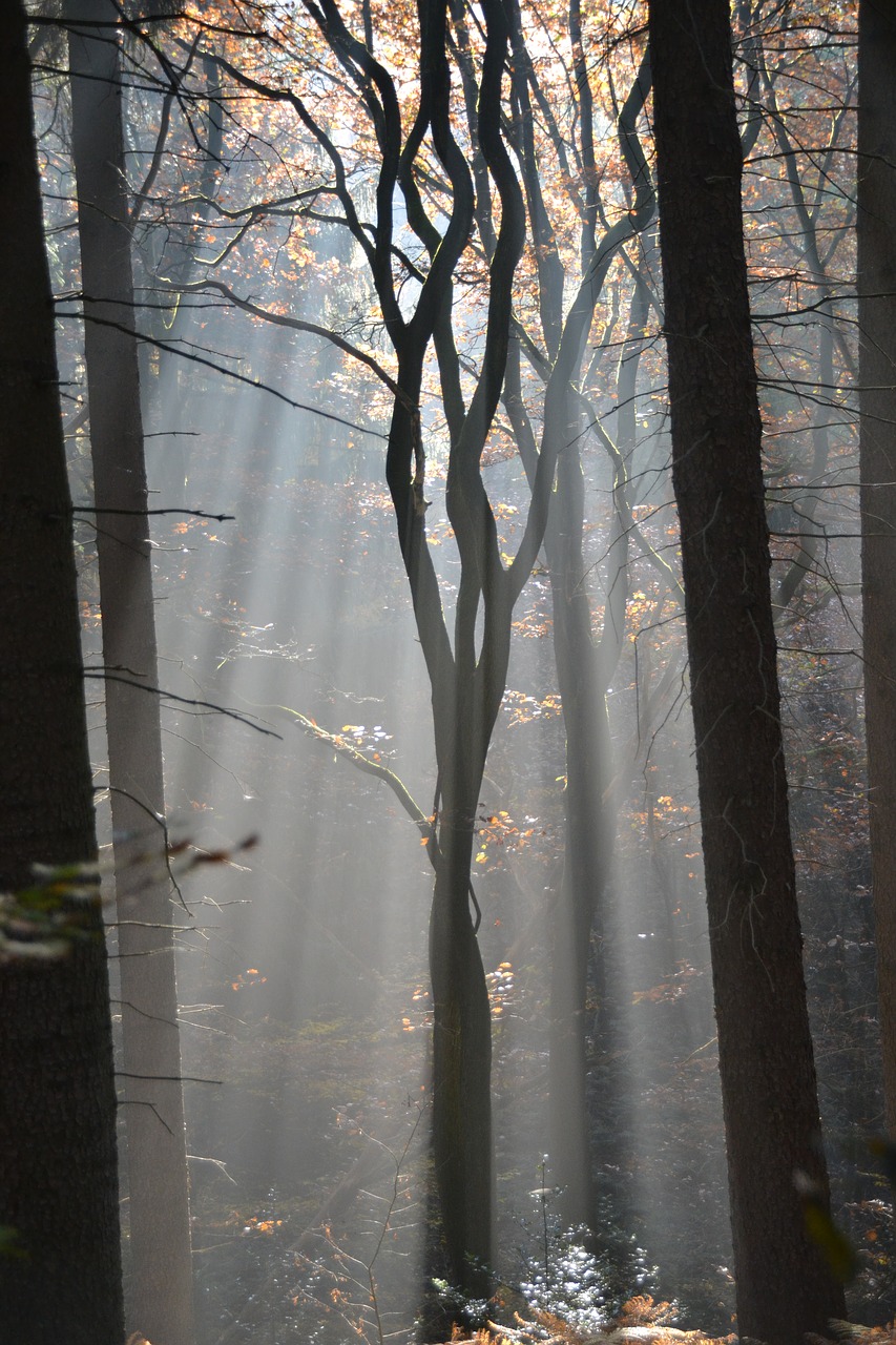 forest fog trees free photo