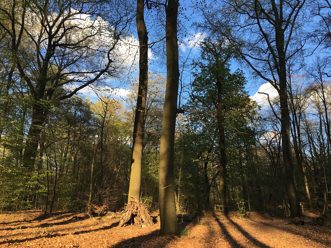 forest nature trees free photo