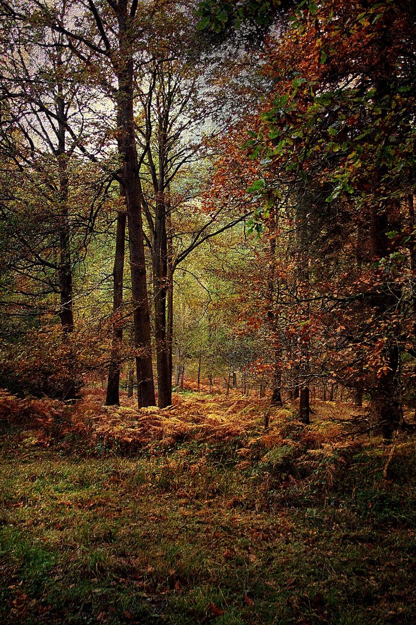 forest woodland autumn free photo