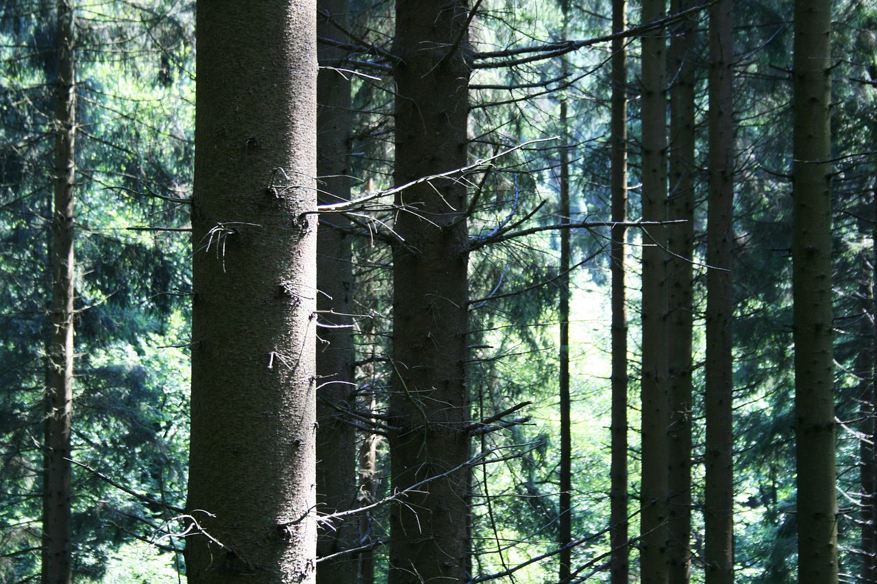 forest trees conifer free photo