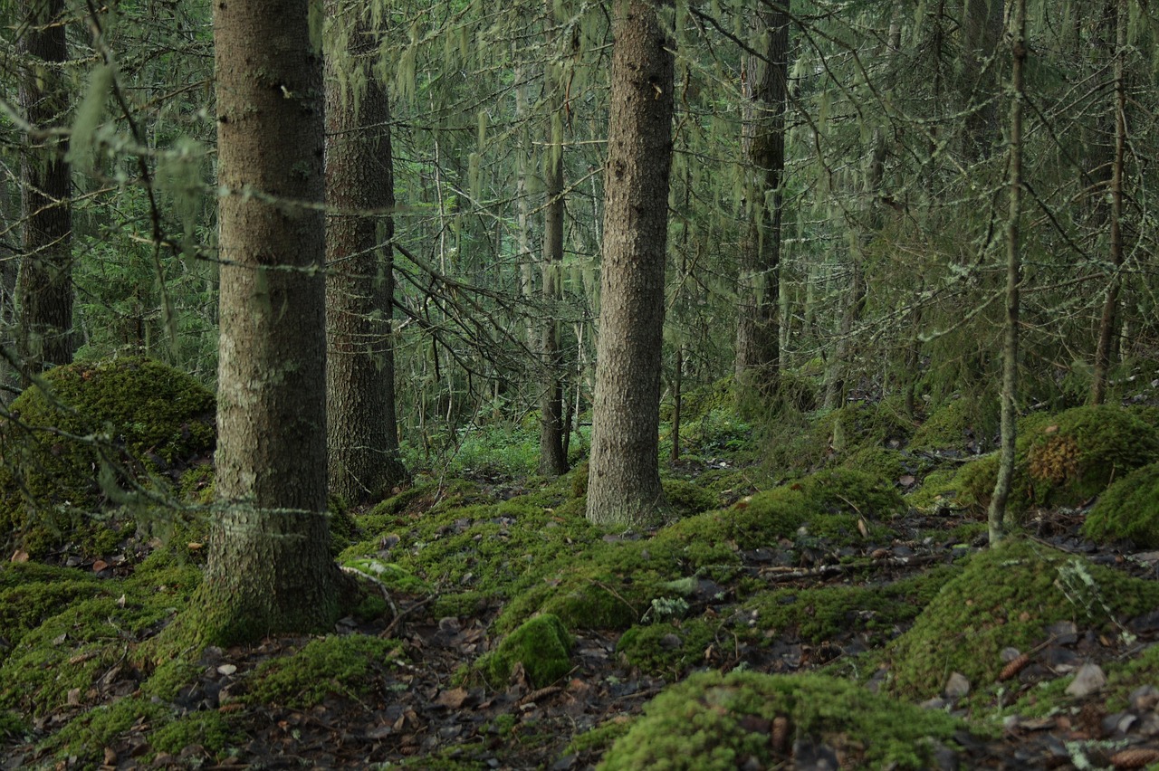 forest tree trunks timber free photo