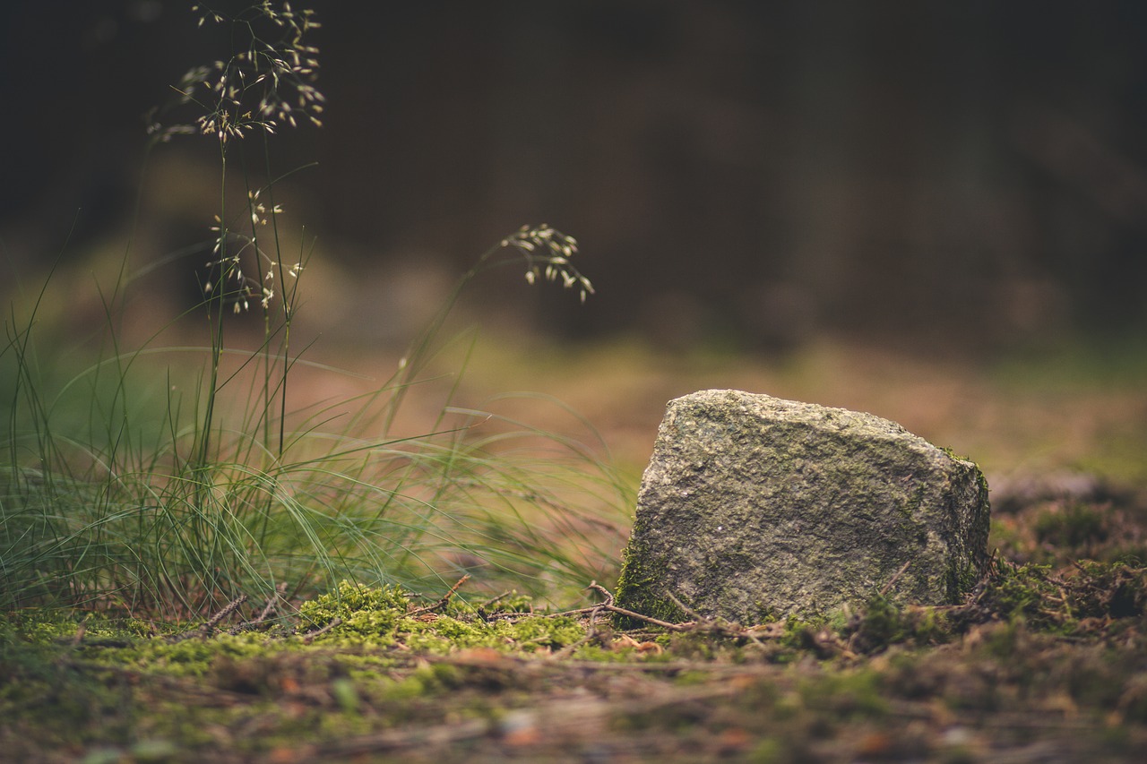 forest stone nature free photo