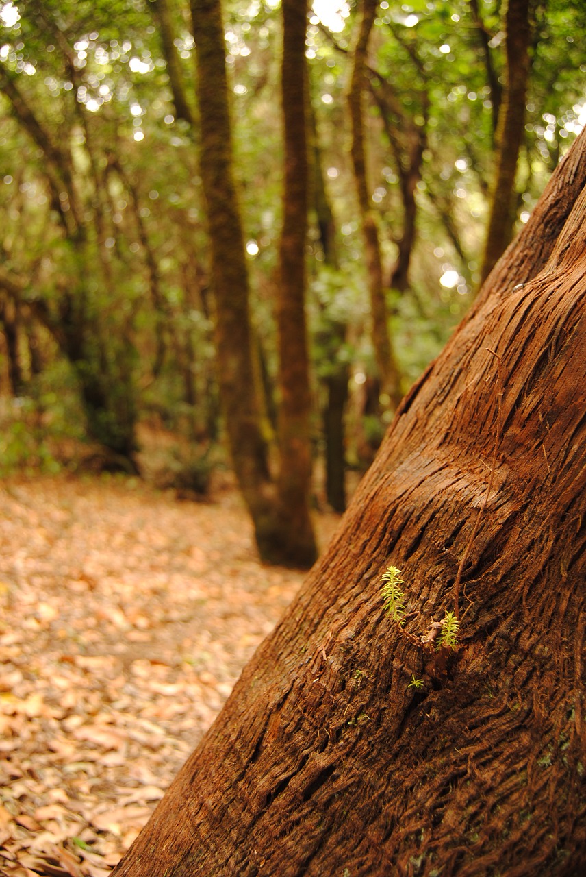 forest tree texture free photo