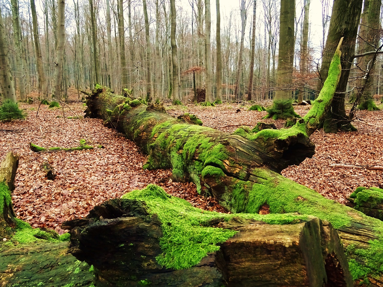 forest walk moss free photo