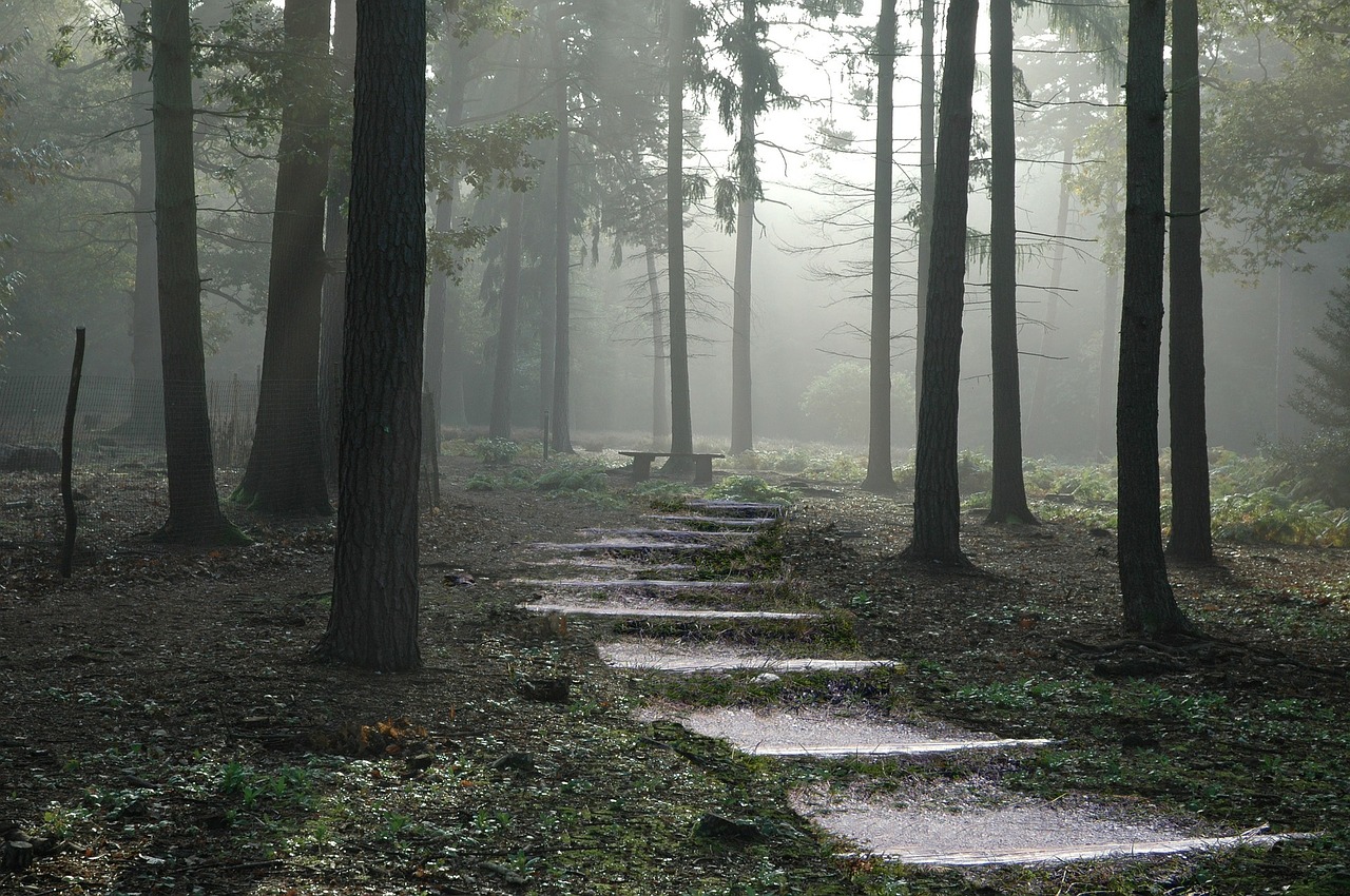 forest path nature free photo