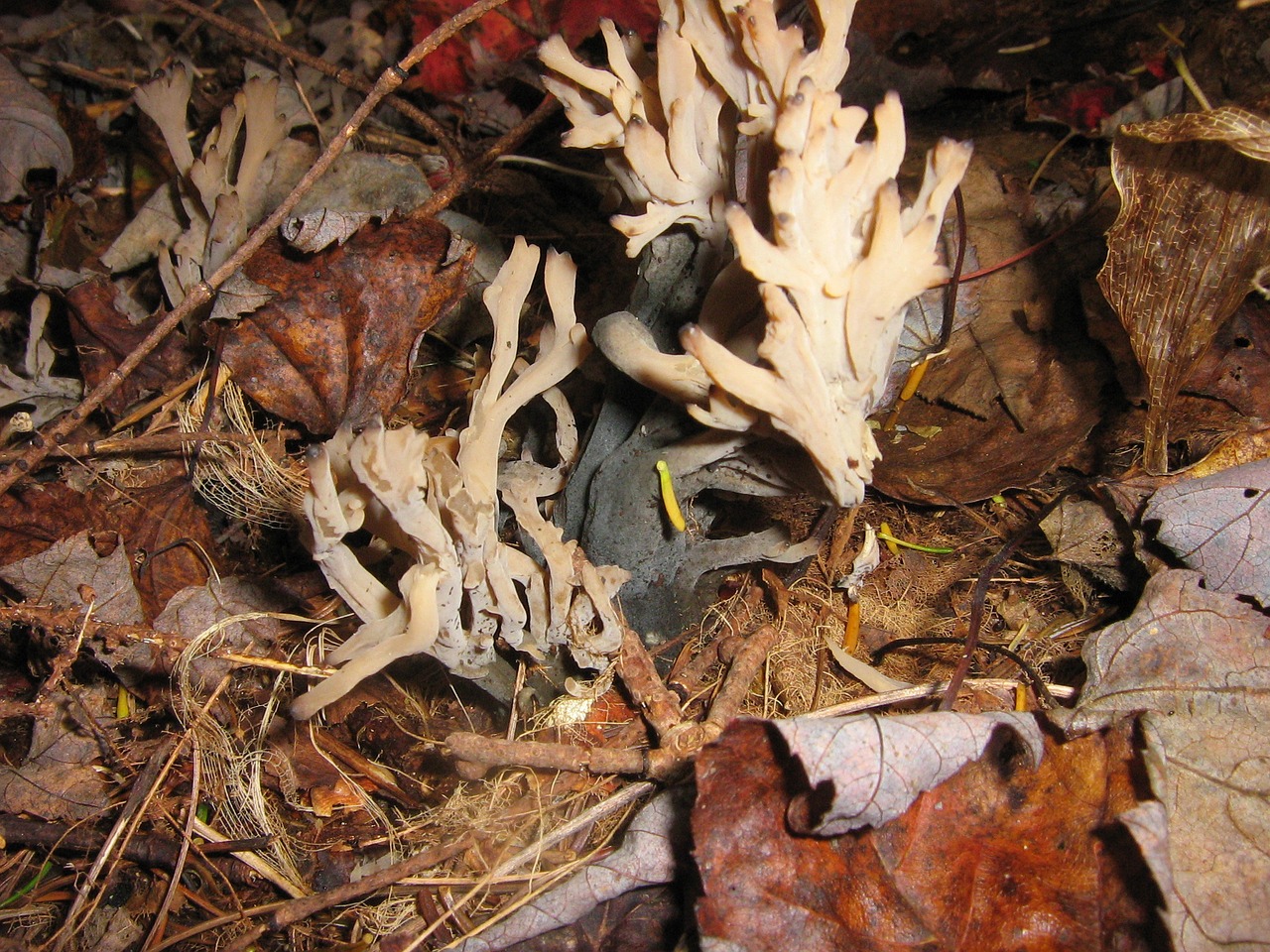 forest fungus leaves free photo