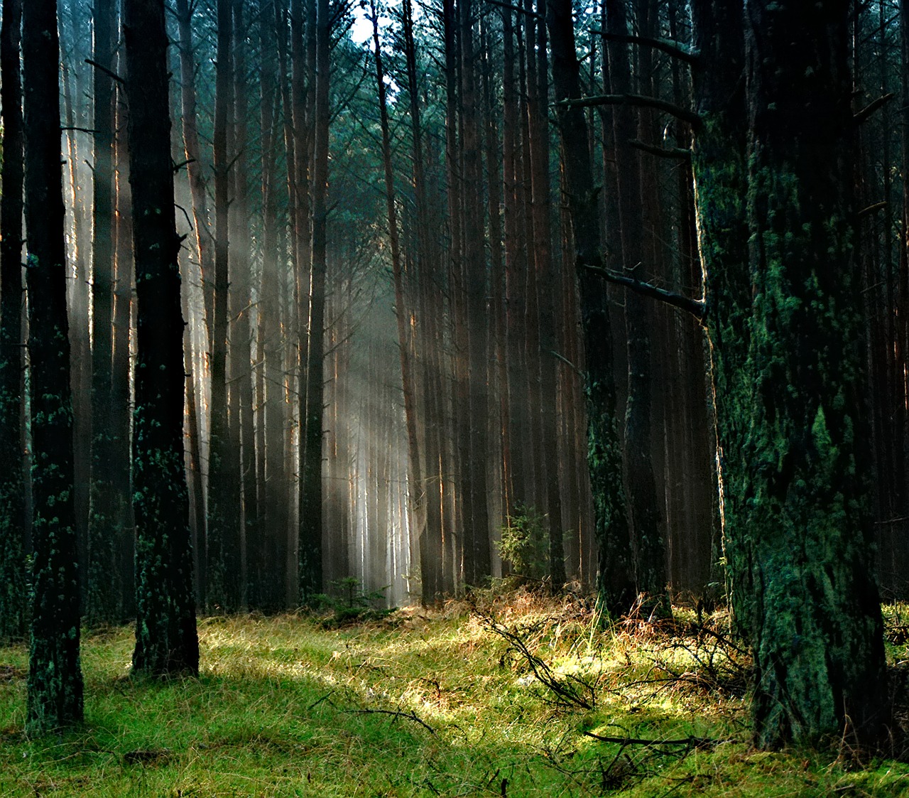 forest the sun morning free photo