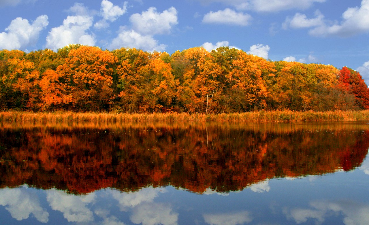 forest yellow reflection free photo