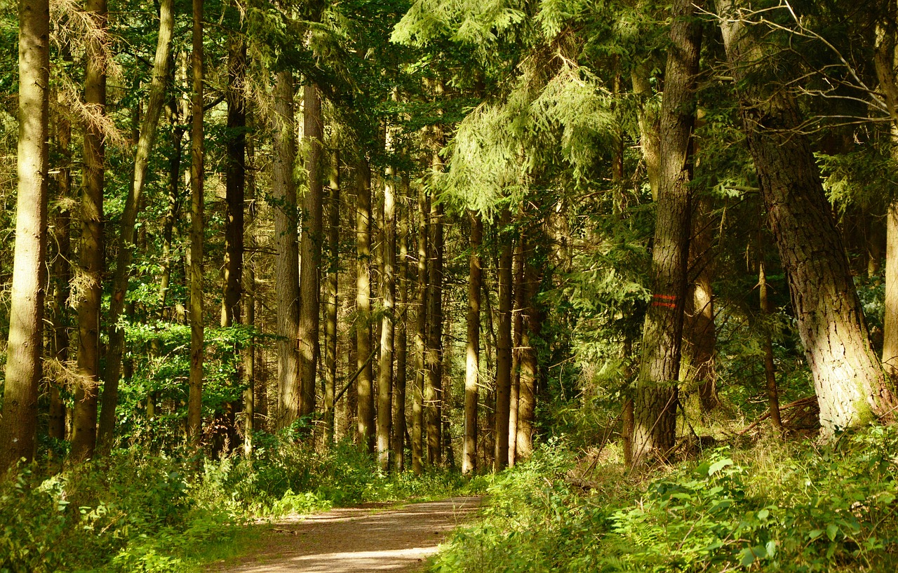 forest forest path trees free photo