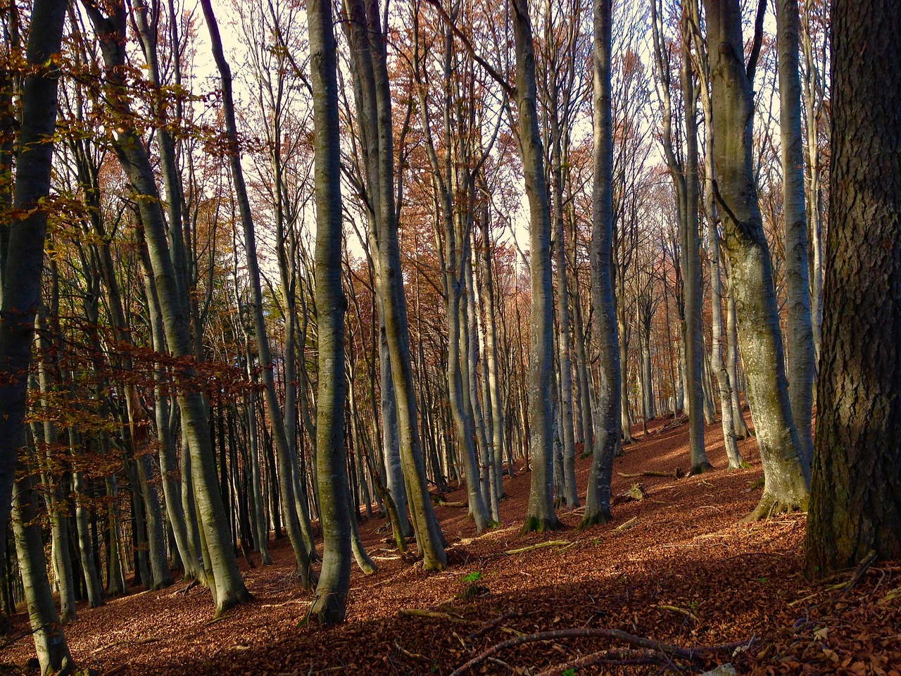 forest lecco leaves free photo