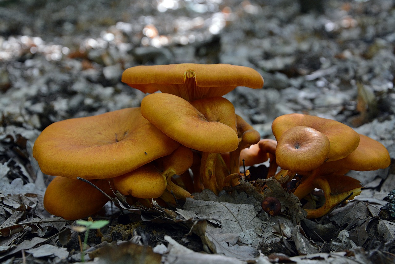 fungi forest nature free photo