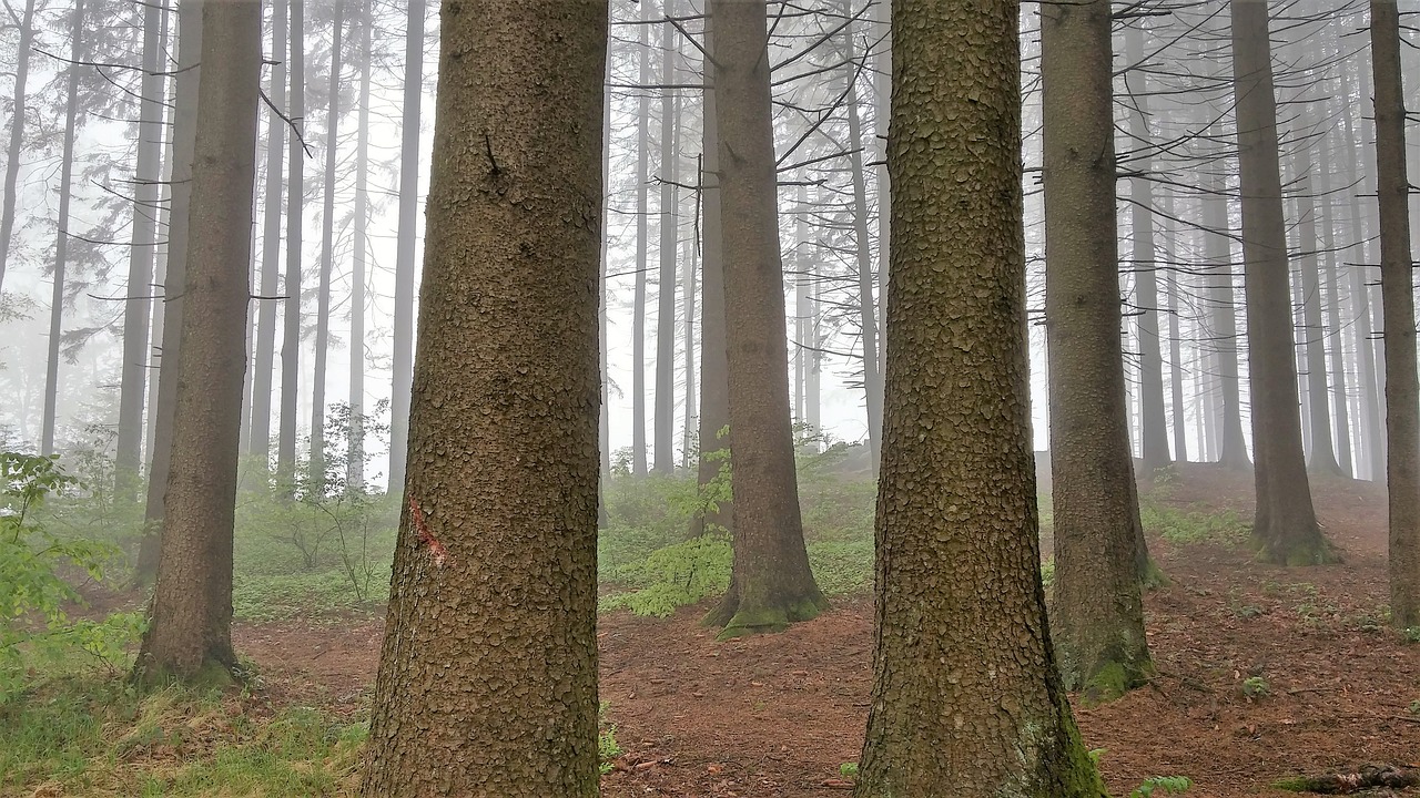forest trees fog free photo