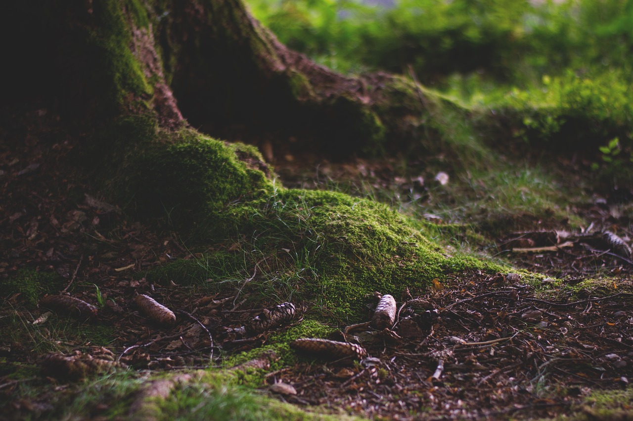 forest forest floor moss free photo