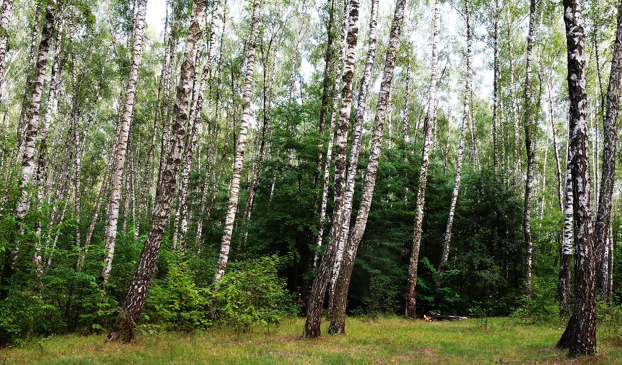forest nature birch free photo