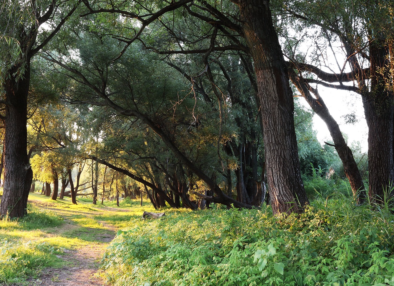 forest living nature trees free photo