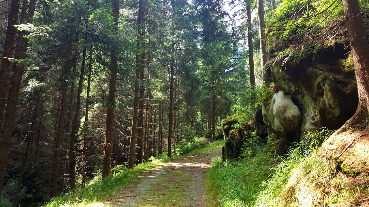 forest path rock free photo