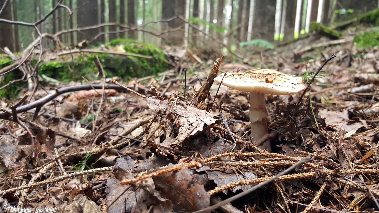 forest fungus nature free photo