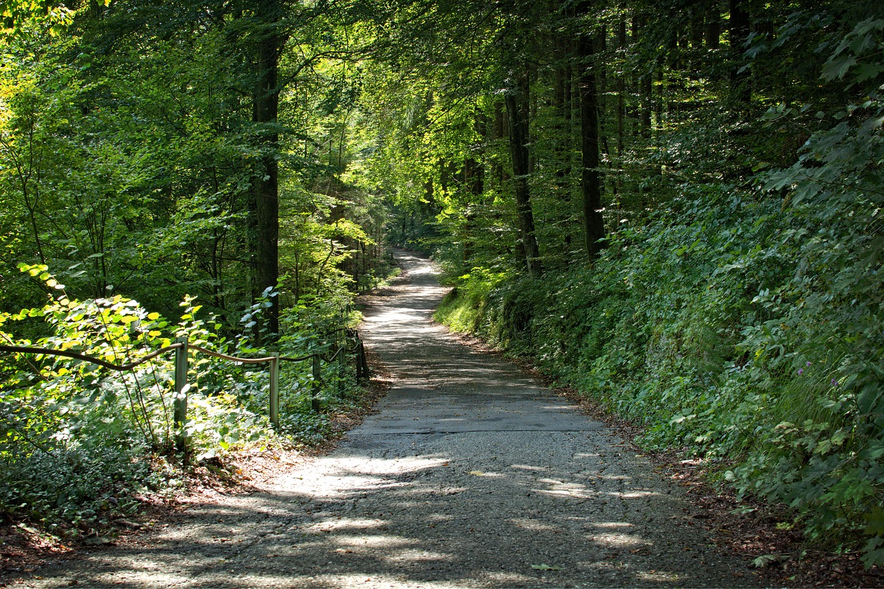 forest away trees free photo