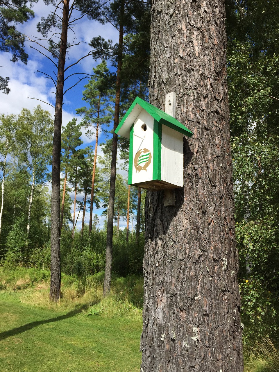 forest tree birdhouse free photo