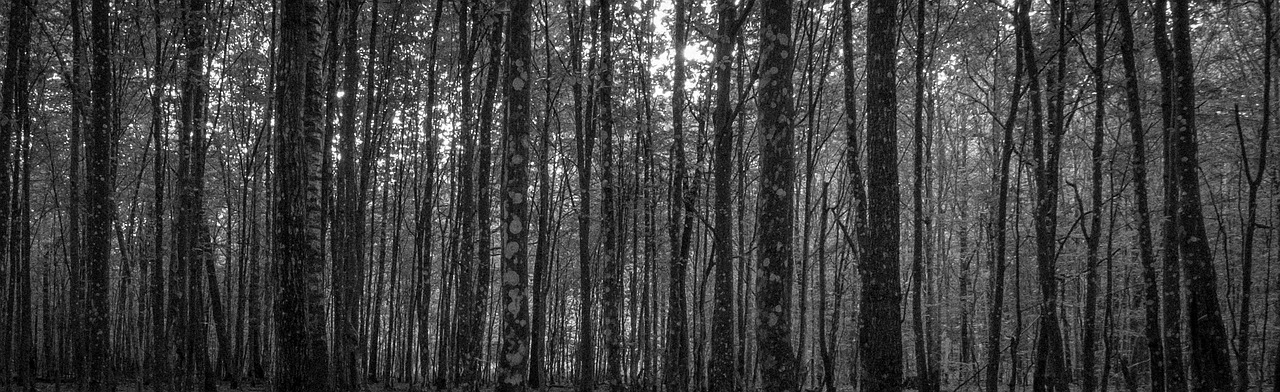 forest hornbeam tree free photo