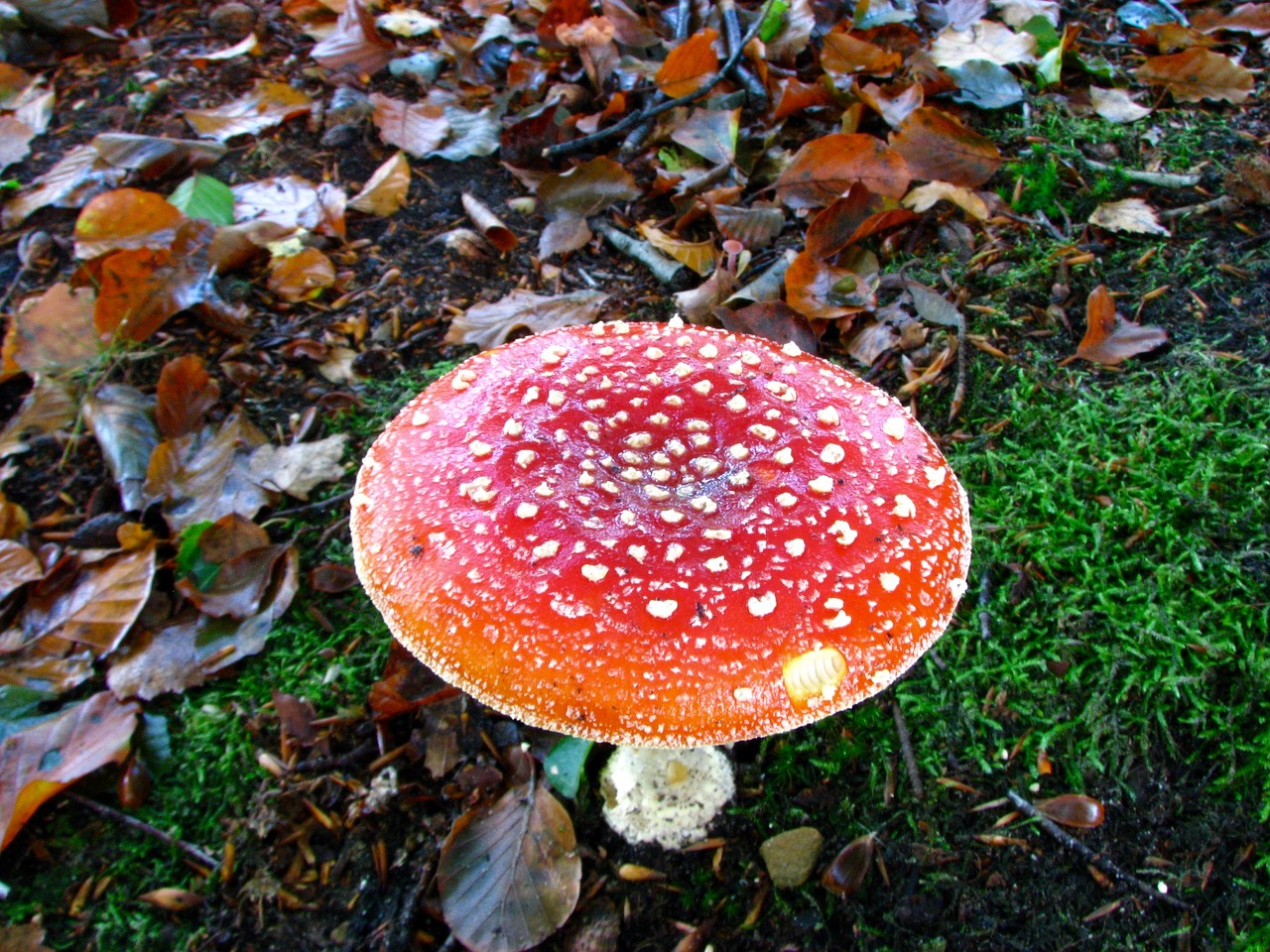 mushroom forest autumn free photo