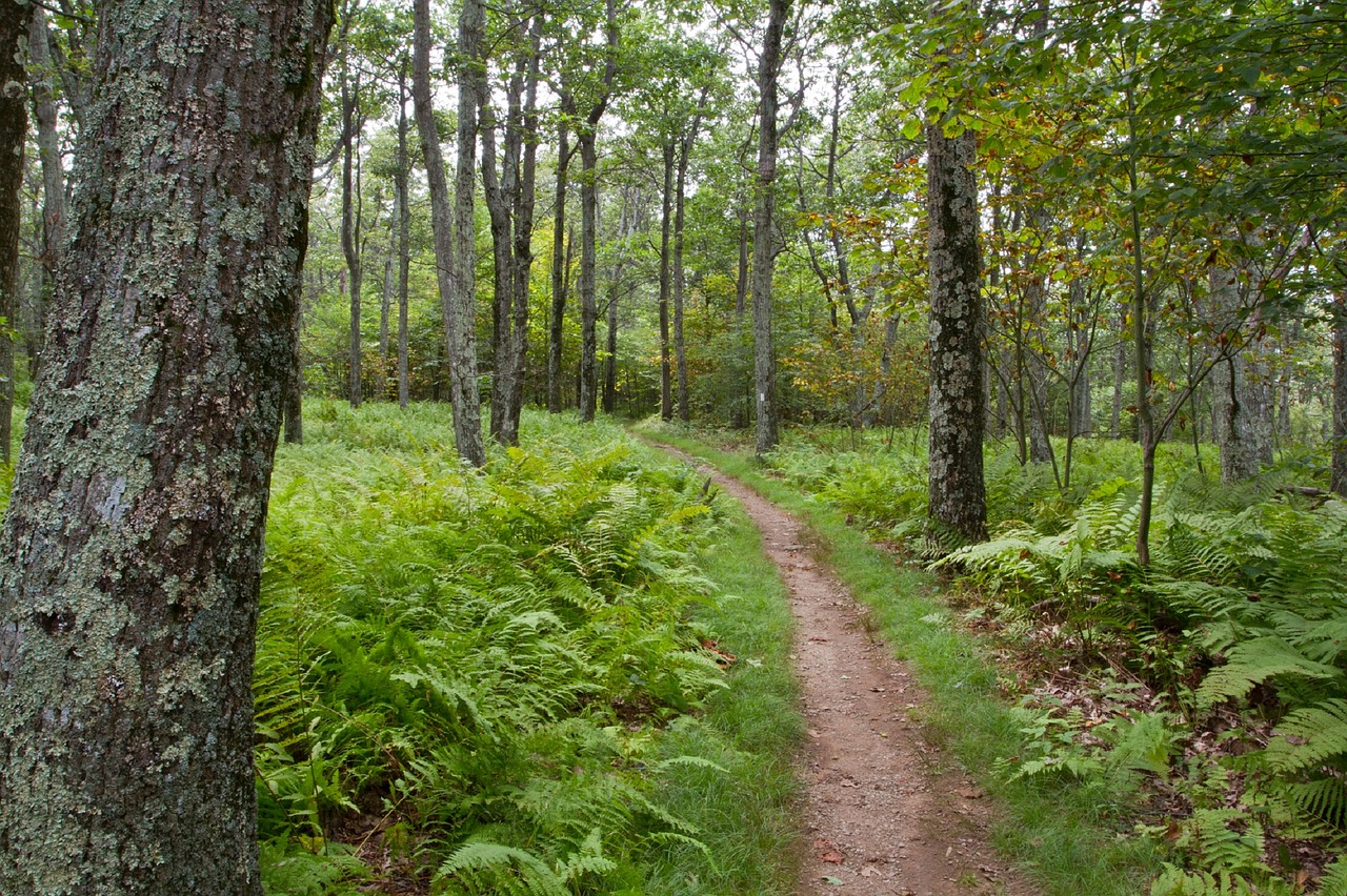 forest path stoneyman trail free photo