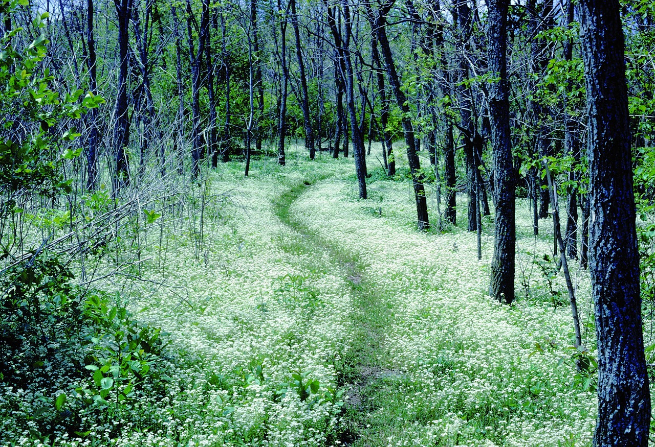 forest path appalachian trail free photo