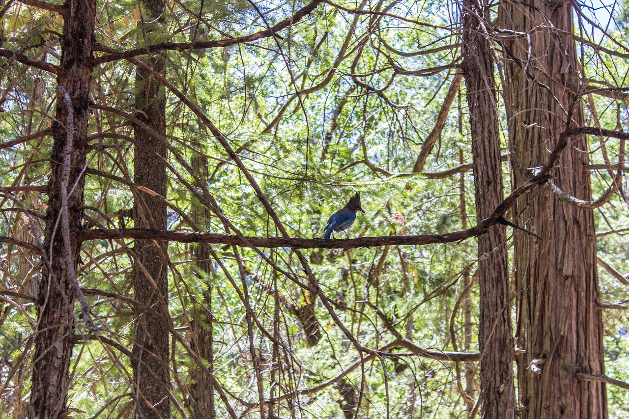 forest bird woodpecker free photo